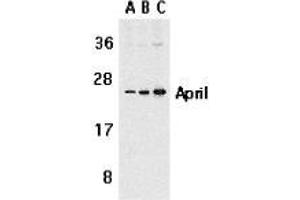 Western blot analysis of APRIL expression in Jurkat cells with AP30075PU-N APRIL antibody at 1 μg/ml (A), 2 μg/ml (B), and 4 μg/ml (C). (TNFSF13 anticorps  (Extracellular Domain))