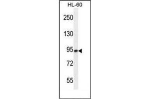 Western blot analysis of ENASE Antibody  in HL-60 cell line lysates (35ug/lane). (ENGASE anticorps  (Middle Region))
