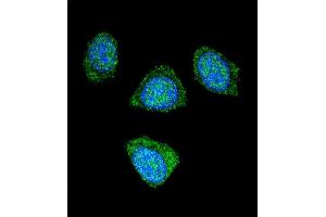 Confocal immunofluorescent analysis of PDE3B Antibody (Center) (ABIN655957 and ABIN2845343) with 293 cell followed by Alexa Fluor 488-conjugated goat anti-rabbit lgG (green). (PDE3B anticorps  (AA 400-427))
