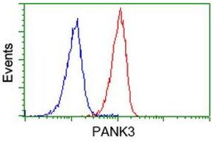 Image no. 4 for anti-Pantothenate Kinase 3 (PANK3) antibody (ABIN1500028) (PANK3 anticorps)