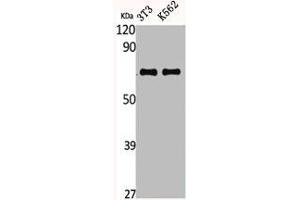 Western Blot analysis of NIH-3T3 K562 cells using CTPS Polyclonal Antibody (CTP Synthase anticorps  (N-Term))
