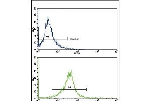 Flow cytometric analysis of K562 cells using CACNG5 Antibody (C-term)(bottom histogram) compared to a negative control cell (top histogram). (CACNG5 anticorps  (C-Term))