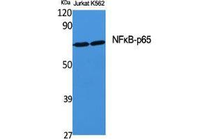 Western Blot (WB) analysis of specific cells using NFkappaB-p65 Polyclonal Antibody. (NF-kB p65 anticorps  (Thr71))