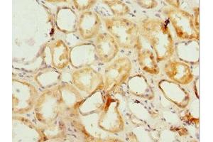 Immunohistochemistry of paraffin-embedded human kidney tissue using ABIN7164936 at dilution of 1:100 (PSMF1 anticorps  (AA 1-271))