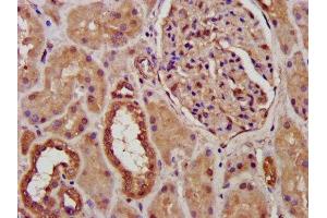 IHC image of ABIN7164816 diluted at 1:300 and staining in paraffin-embedded human kidney tissue performed on a Leica BondTM system. (PCCB anticorps  (AA 200-314))