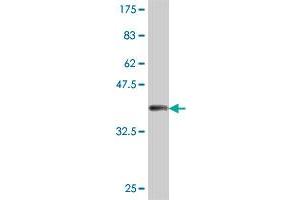 Western Blot detection against Immunogen (38.