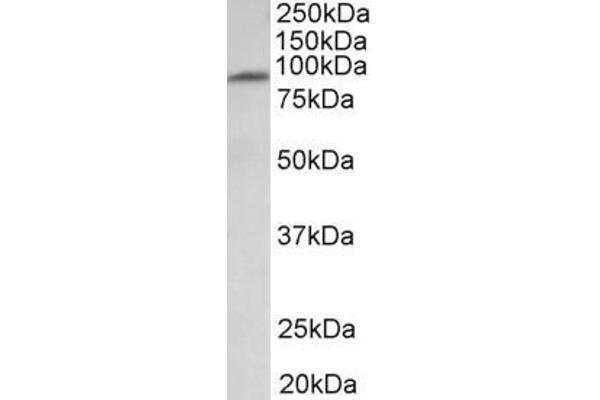 MFSD6 anticorps  (Internal Region)