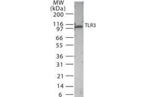 Image no. 1 for anti-Toll-Like Receptor 3 (TLR3) (AA 135-150) antibody (ABIN208623) (TLR3 anticorps  (AA 135-150))