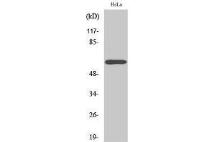 Western Blotting (WB) image for anti-Rabaptin, RAB GTPase Binding Effector Protein 2 (RABEP2) (Internal Region) antibody (ABIN3186641)