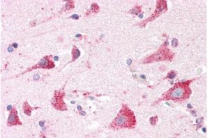 ABIN238536 (5µg/ml) staining of paraffin embedded Human Cortex.