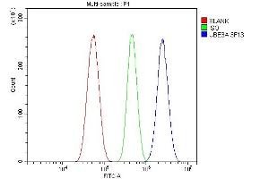 Flow Cytometry analysis of U87 cells using anti-UBE3A antibody (ABIN7599563). (ube3a anticorps  (AA 1-860))