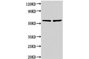 Western Blot Positive WB detected in: 293 whole cell lysate, 293T whole cell lysate All lanes: NOP58 antibody at 3. (NOP58 anticorps  (AA 1-529))