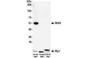 Western Blotting (WB) image for anti-Transcription Factor MafA (MAFA) (AA 125-175) antibody (ABIN7449538) (Recombinant MAFA anticorps  (AA 125-175))
