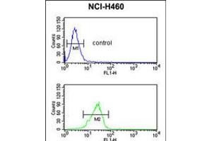 Flow cytometric analysis of NCI-H460 cells (bottom histogram) compared to a negative control cell (top histogram).