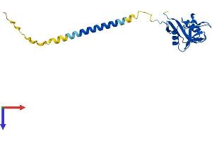 AlphaFold protein structure predicition of Human Recombinant CLEC2D Protein, UniprotID Q9UHP7