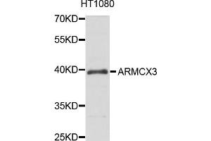 Western blot analysis of extract of HT1080 cells, using ARMCX3 antibody. (ARMCX3 anticorps)
