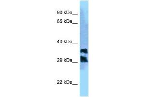 WB Suggested Anti-PGP Antibody Titration: 1.