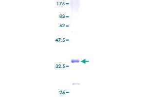 Image no. 1 for Guanine Nucleotide Binding Protein (G Protein), gamma 3 (GNG3) (AA 1-75) protein (GST tag) (ABIN1355391)
