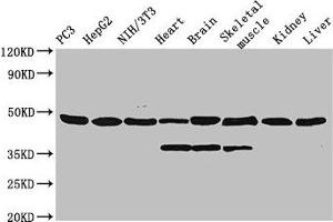 Western Blot Positive WB detected in: PC-3 whole cell lysate, HepG2 whole cell lysate, NIH/3T3 whole cell lysate, Rat heart tissue, Rat brain tissue, Rat skeletal muscle tissue, Mouse kidney tissue, Mouse liver tissue All lanes: Eno1 antibody, HRP conjugated at 0. (ENO1 anticorps  (AA 2-433) (HRP))