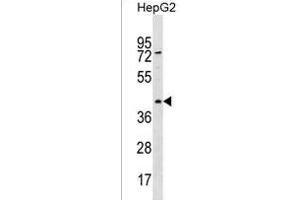RBMXL1 Antibody (Center) (ABIN1538153 and ABIN2850416) western blot analysis in HepG2 cell line lysates (35 μg/lane). (RBMXL1 anticorps  (AA 237-263))