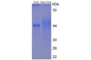 Image no. 3 for Orexin A (OXA) peptide (Ovalbumin) (ABIN5666311) (Orexin A (OXA) peptide (Ovalbumin))