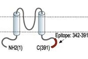 Representative domain view of the target of ABIN7236357. (Potassium Inwardly-Rectifying Channel, Subfamily J, Member 1 (KCNJ1) Peptide)