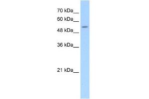SLC26A8 antibody used at 5 ug/ml to detect target protein. (SLC26A8 anticorps  (C-Term))