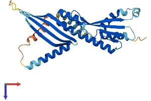 AlphaFold protein structure predicition of Human Recombinant CENPP Protein, UniprotID Q6IPU0
