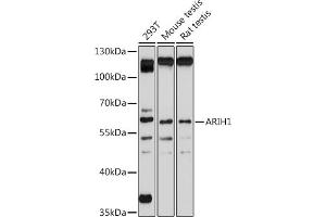 Western blot analysis of extracts of various cell lines, using  antibody (ABIN7265672) at 1:1000 dilution. (ARIH1 anticorps  (C-Term))