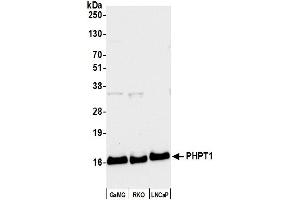 Western Blotting (WB) image for anti-phosphohistidine Phosphatase 1 (PHPT1) (AA 1-50) antibody (ABIN7449198)