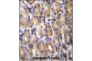 TOR1B Antibody (C-term) (ABIN656958 and ABIN2846143) immunohistochemistry analysis in formalin fixed and paraffin embedded human stomach tissue followed by peroxidase conjugation of the secondary antibody and DAB staining. (TOR1B anticorps  (C-Term))