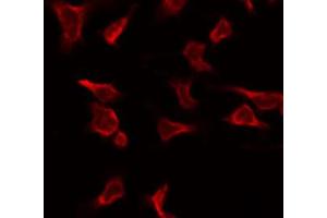 ABIN6269102 staining COS7 by IF/ICC.