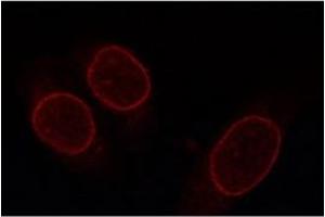 Image no. 1 for anti-Nucleoporin 153kDa (NUP153) (AA 1456-1475) antibody (ABIN341029)