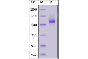 Human Neuropilin-1, Mouse IgG2a Fc Tag on  under reducing (R) condition.