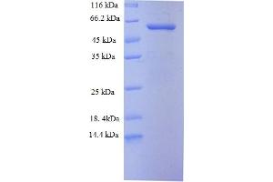 Toll-Like Receptor 7 (TLR7) (AA 27-348), (partial) protein (GST tag)