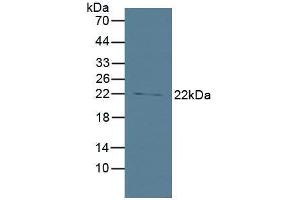 Figure. (BID anticorps  (AA 1-195))