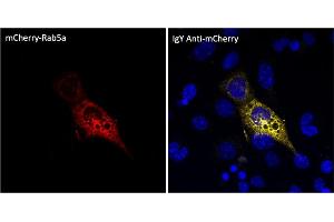 Immunofluorescence (IF) image for Chicken anti-Chicken IgY antibody (DyLight 633) (ABIN7273054) (Poulet anti-Poulet IgY Anticorps (DyLight 633))