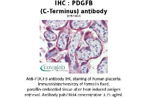 Image no. 2 for anti-Platelet Derived Growth Factor Subunit B (PDGFB) (C-Term) antibody (ABIN1737934) (PDGFB anticorps  (C-Term))