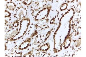 ABIN5539460 (2µg/ml) staining of paraffin embedded Human Kidney. (Interleukin enhancer-binding factor 3 (ILF3) (Internal Region) anticorps)