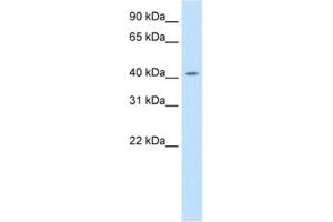 Western Blotting (WB) image for anti-Jun D Proto-Oncogene (JUND) antibody (ABIN2461753) (JunD anticorps)