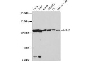 Western blot analysis of extracts of various cell lines, using MSH2 Rabbit mAb (ABIN7268547) at 1:1000 dilution. (MSH2 anticorps)