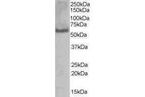 ABIN184855 (1µg/ml) staining of A431 lysate (35µg protein in RIPA buffer). (PUF60 anticorps  (C-Term))