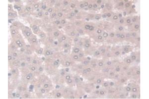 Figure. (Adiponectin Receptor 2 anticorps  (AA 1-147))