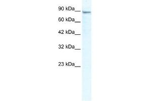 MCM4 antibody used at 2. (MCM4 anticorps  (N-Term))