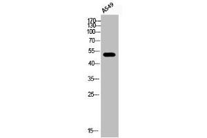Western Blot analysis of A549 cells using Phospho-ATF-2 (S112) Polyclonal Antibody (ATF2 anticorps  (pSer112))