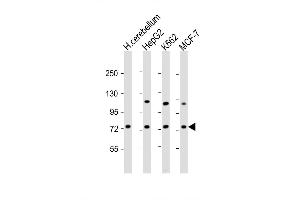 Western Blot at 1:2000 dilution Lane 1: human cerebellum lysate Lane 2: HepG2 whole cell lysate Lane 3: K562 whole cell lysate Lane 4: MCF-7 whole cell lysate Lysates/proteins at 20 ug per lane. (SMPD1 anticorps  (C-Term))