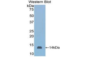 Western Blotting (WB) image for anti-Serum Amyloid A (SAA) (AA 20-122) antibody (Biotin) (ABIN1173882)
