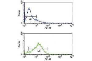 IRF8 antibody flow cytometry analysis of Jurkat cells (green) compared to a negative control (blue).