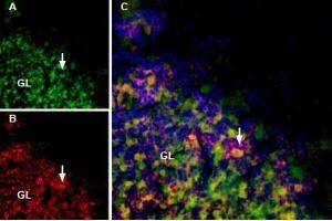 MmTx1 Toxin-ATTO Fluor-488 labels GABA(A) α1 receptor in rat cerebellum.