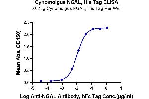 Immobilized Cynomolgus NGAL, His Tag at 0. (Lipocalin 2 Protein (LCN2) (AA 21-198) (His tag))